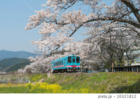 春の樽見鉄道 春の樽見鉄道 10321812