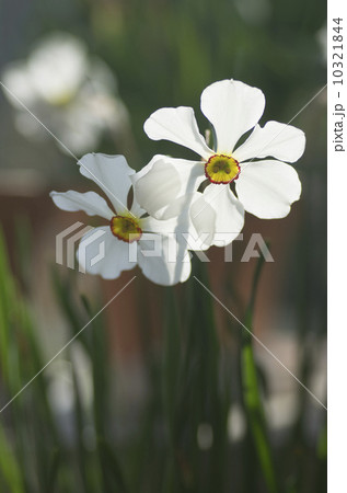 口紅水仙「アクテア」 口紅水仙「アクテア」 10321844