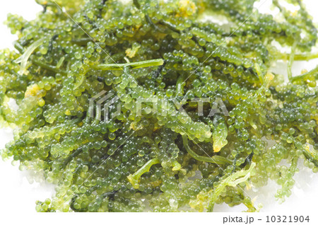 海ぶどう 10321904