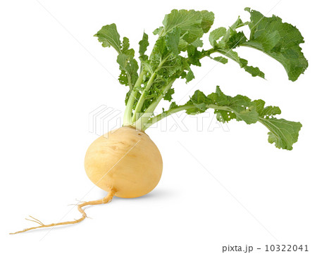 Turnip 10322041