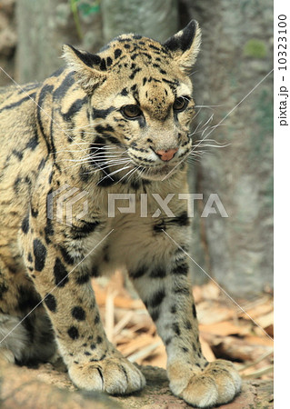 絶滅危惧種 ウンピョウ 絶滅危惧種 ウンピョウ 10323100