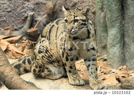 絶滅危惧種 ウンピョウ 絶滅危惧種 ウンピョウ 10323102