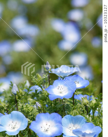 ネモフィラ花壇 10323127
