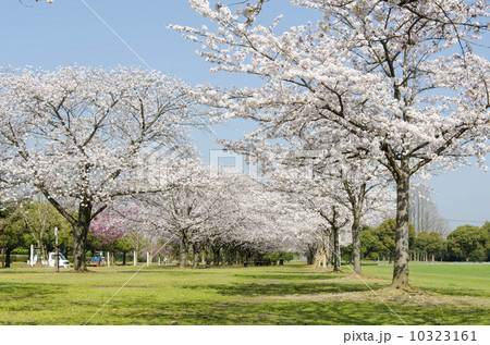 キリンパーク福岡芝生公園 10323161