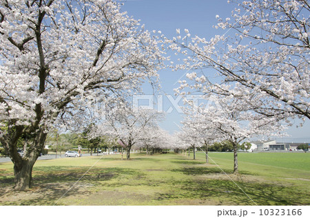 キリンパーク福岡芝生公園 10323166
