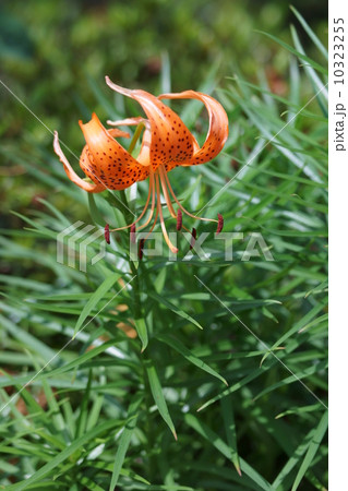 小鬼百合　コオニユリと申します。鬼百合より華奢です。 10323255