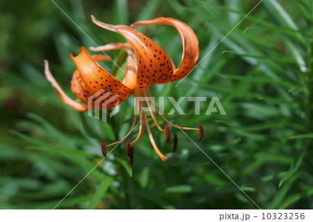 小鬼百合 コオニユリと申します。鬼百合より華奢です。 小鬼百合 コオニユリと申します。鬼百合より華奢です。 10323256