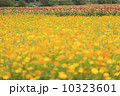 キバナコスモスの花畑 10323601