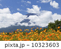 富士山とキバナコスモスの花畑 10323603