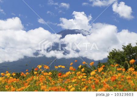 富士山とキバナコスモスの花畑 富士山とキバナコスモスの花畑 10323603