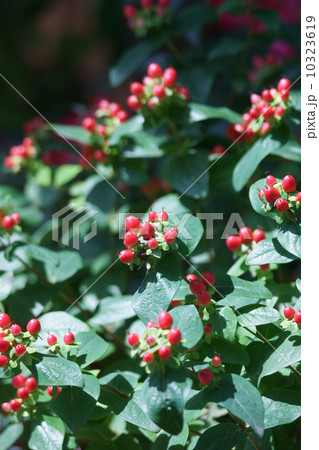 小坊主弟切　コボウズオトギリと申します。 10323619