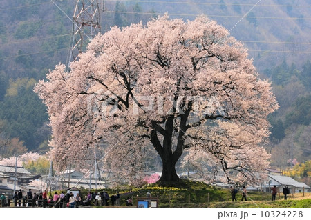 わに塚の桜 10324228