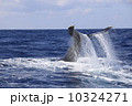 クジラ 10324271