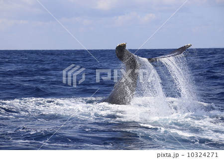 クジラ クジラ 10324271
