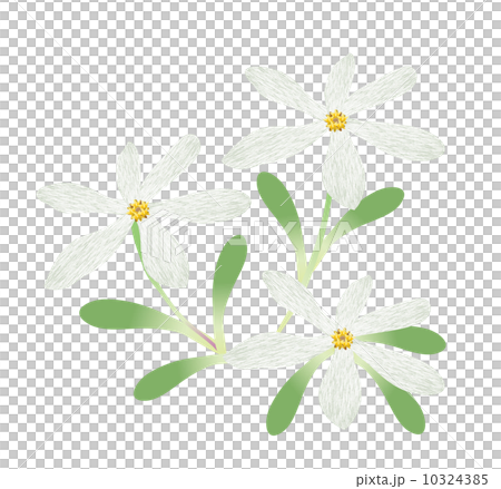 ヒメウスユキソウ 10324385