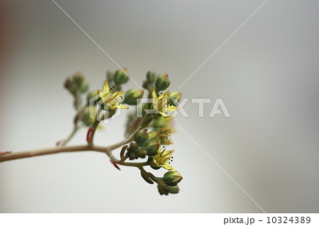 サキュレント（スノージェイド） 10324389