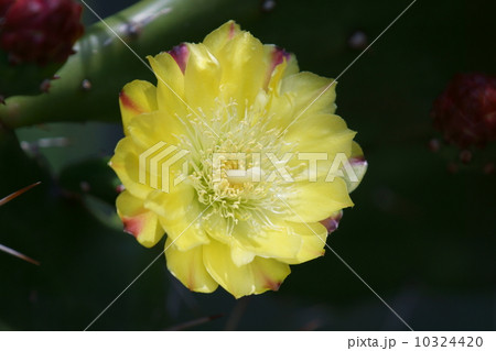 オプンティア　団扇サボテンと呼ばれます。 10324420