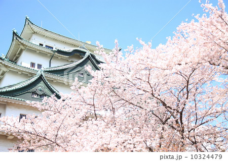 4月愛知 名古屋城・天守と桜 10324479