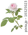 バラ 10325023