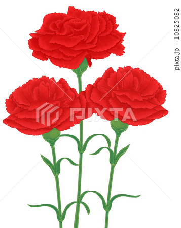 カーネーショントリプル 10325032