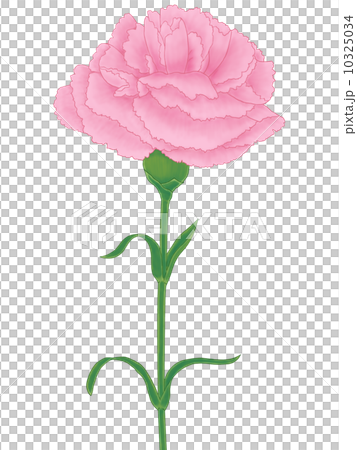 粉紅色康乃馨 粉紅色康乃馨 10325034