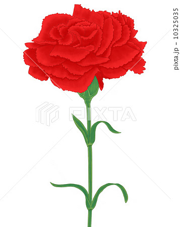 赤いカーネーション 10325035
