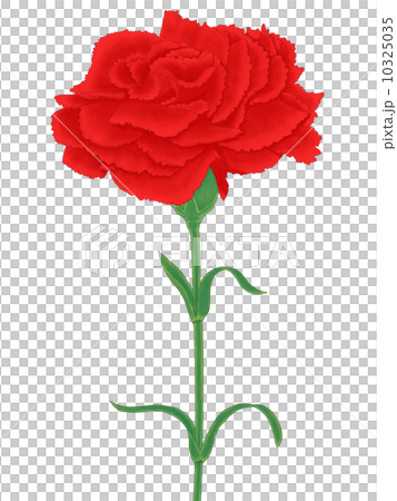 紅色康乃馨 紅色康乃馨 10325035