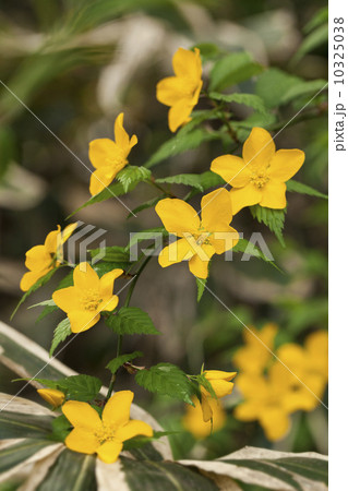 ヤマブキ ヤマブキ 10325038