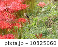 彼岸花と揚羽蝶 10325060