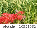 彼岸花と揚羽蝶 10325062