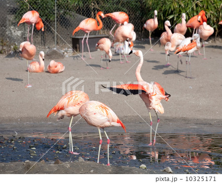 flamingo flamingo 10325171