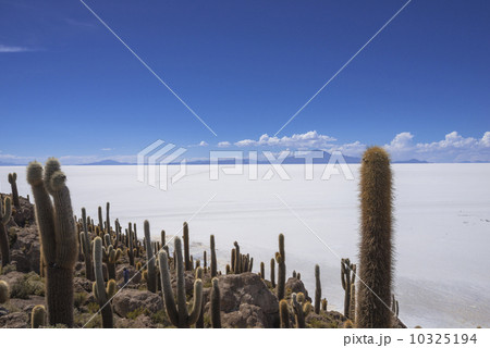 ウユニ塩湖のインカ・ワシ島 ウユニ塩湖のインカ・ワシ島 10325194