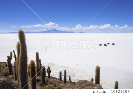 ウユニ塩湖のインカ・ワシ島 ウユニ塩湖のインカ・ワシ島 10325197