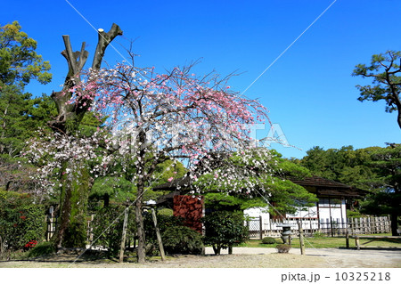源平枝垂れ桃 源平枝垂れ桃 10325218