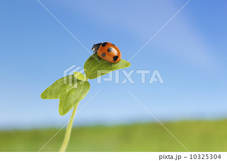 てんとう虫と新芽 10325304
