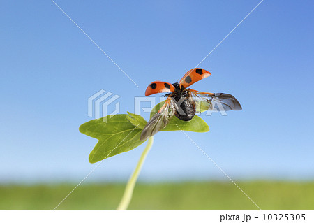 てんとう虫と新芽 てんとう虫と新芽 10325305