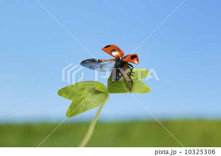 てんとう虫と新芽 10325306