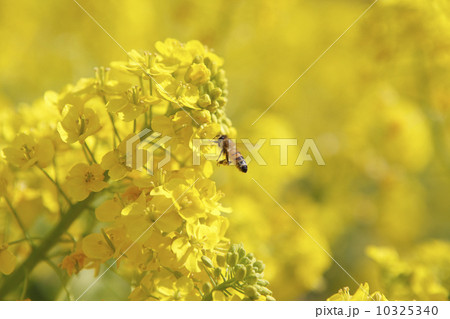 菜の花とミツバチ 10325340