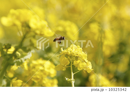 菜の花とミツバチ 10325342