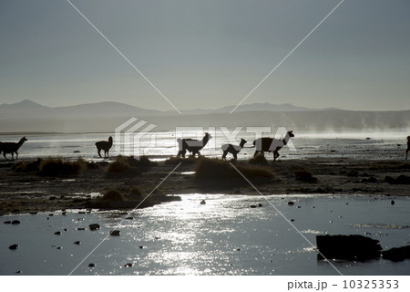 アルティプラーノ平原のアクアス・テルマエ温泉 アルティプラーノ平原のアクアス・テルマエ温泉 10325353