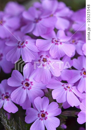 シバザクラ（芝桜） 10325548