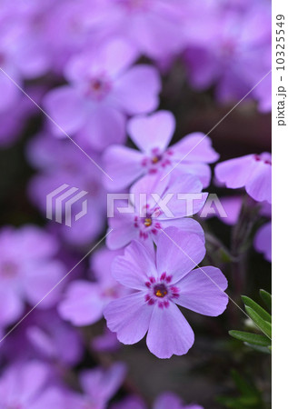 シバザクラ（芝桜） 10325549