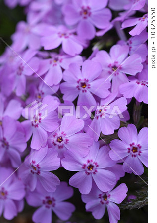 シバザクラ（芝桜） 10325550