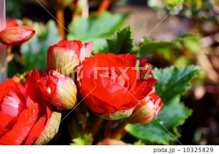 リーガスベゴニア グレース 花言葉 愛の告白 Rieger Begoniaの写真素材
