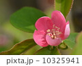 カリン 10325941