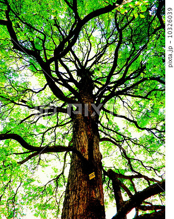 新緑くすのき 10326039