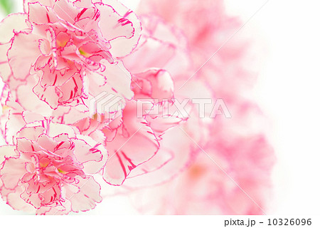 カーネーション 10326096