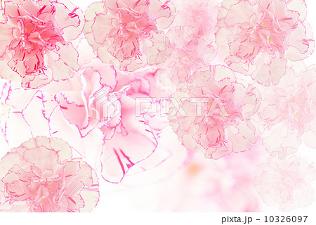 カーネーション カーネーション 10326097