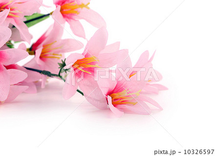 Close up of pink flowers. 10326597