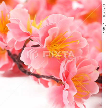 Close up of spring pink flowers. 10326731